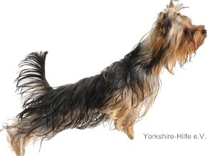 B_Yorki-schnell.jpg B_Yorki-schnell.jpg